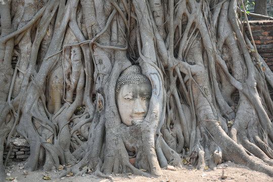 Buda en las ra&iacute;ces