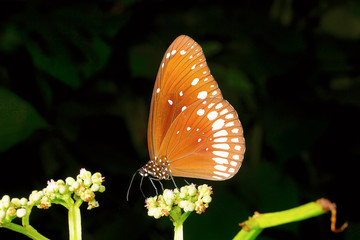 Common crow, Euploea core , Aarey Milk Colony