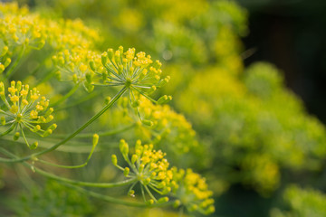 Inflorescence of Dill