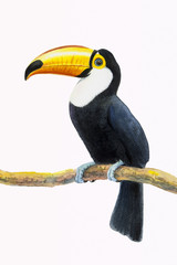 Toucan bird sitting on the branch