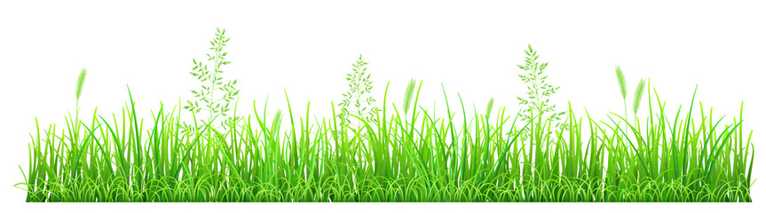 Green grass and spikelets on white background