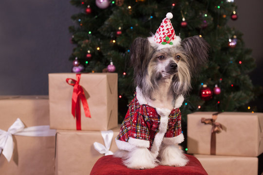 Cute chinese crested dog is sitting near the new year's gifts. Pet animals.