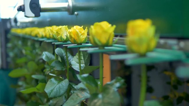 A flower grader with yellow roses in the focus. 