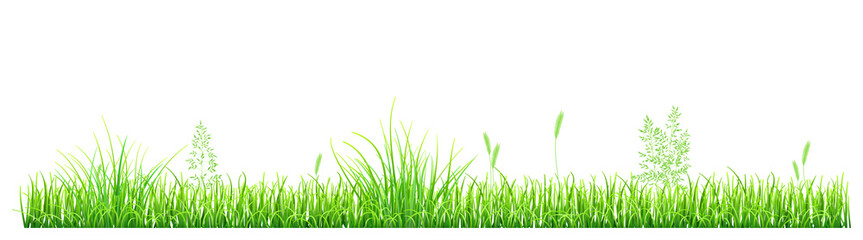 Fototapeta na wymiar Green grass and spikelets on white background