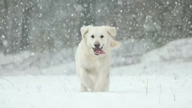 golden retriever runs outdoors on the snow