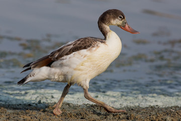 bird, duck, water, nature
