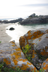 Atlantic flora near Samil beach in Vigo, Vigo, Galicia, Spain