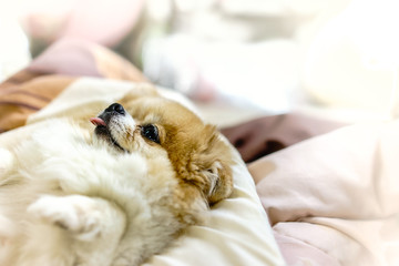 Fat lazy Pomeranian dog puppy sleep rest on blanket in the bed