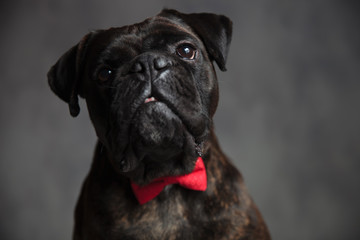 sad male boxer dog wearing bowtie