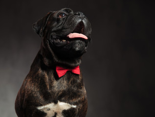 cute elegant boxer dog wearing red bowtie