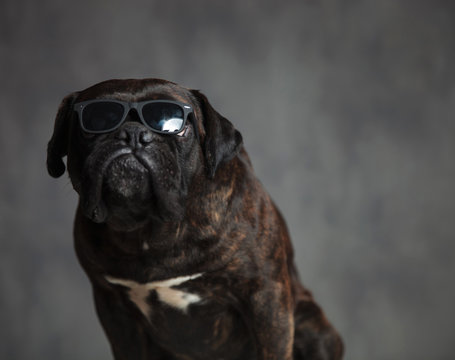 Gangster Look Of A Cute Boxer Dog Sitting