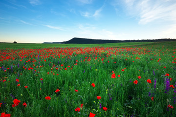 Beautiful Landscape with poppy meadow. Composition of nature.