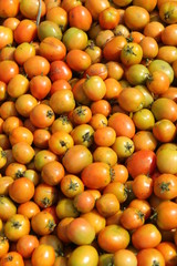 tomatoes, in the fields, ready to be harvested