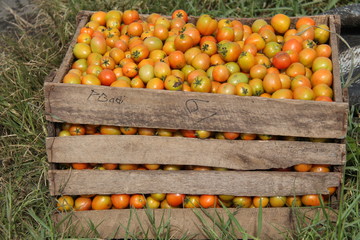 tomatoes, in the fields, ready to be harvested