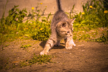 Tabby Kitten Play Outside Retro
