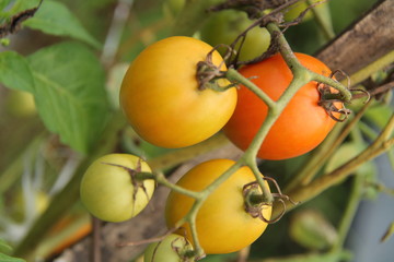 tomatoes, in the fields, ready to be harvested