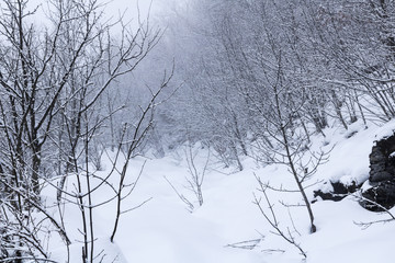 Fototapeta na wymiar Snow Path