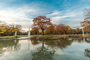 Momiji (maple tree) Autumn colors, fountain, pond and fall foliage sunset at Yoyogi Park in Shibuya ward, Tokyo, Japan