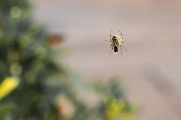 ağında beslenen örümcek