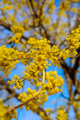 Photo of blooming yellow twig dogwood in garden in spring