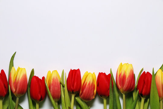 Frame of festive spring tulips on a white background