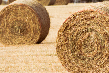 Hay bales in field3