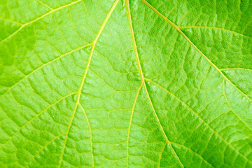 Photo of close up green vine leaf texture