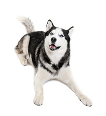 Cute Husky dog on white background