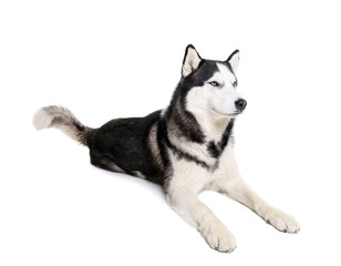 Cute Husky dog on white background