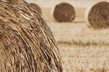 Hay bales in field