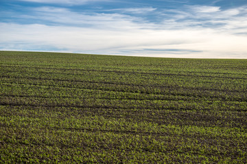 Fototapeta na wymiar First green shoots in a plowed field. Sky with white clouds on the outskirts of Alcalá de Henares.