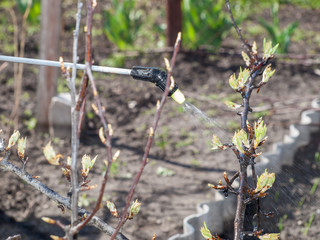 Protecting young pear from fungal disease or vermin by pressure sprayer with chemicals
