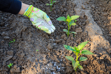 Farmer hand giving chemical fertilizer to young pepper plants