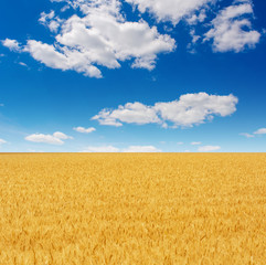 Photo of yellow wheat field with blue sky and clouds at summer