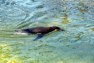 泳いでいるペンギン
