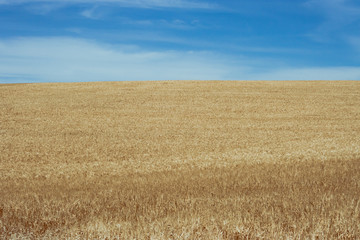 Wheat field on sunny day