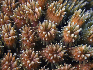 Coral polyps, Korallenpolypen (Galaxea sp.)
