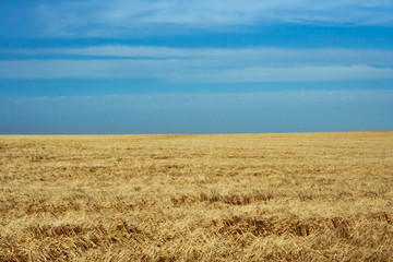 Wheat field on sunny day