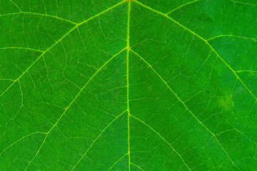 Photo of close up green vine leaf texture