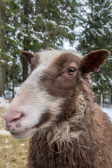 sheep standing in a pasture full of snow in Varmland, Sweden