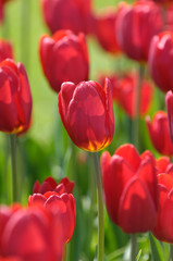 tulipes fleurs