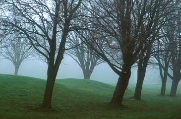 arbre bois brouillard hiver froid colines