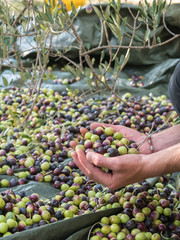 Young man haresting olives