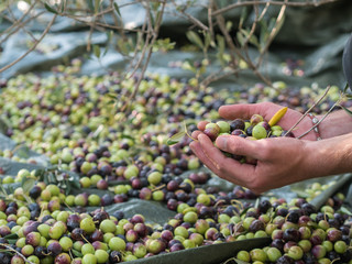 Young worker with hands full of olives