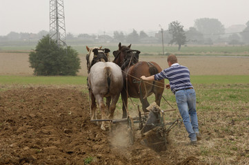 Tubize Chevaux Labourage