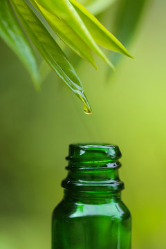 Organic Botanical Serum.Natural organic extraction. Natural vegetable oil concept. A drop of oil on the tip of a green leaf drips into a green glass bottle on a green and blurry background.