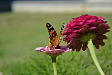 Butterfly sitting at colorful spring flower