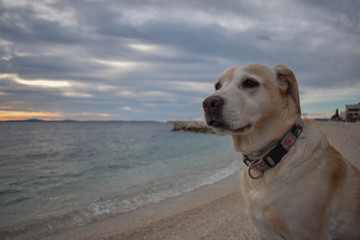 Golden Labrador Retriever sitting at a beach by the sea