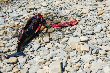 Close-up dead baby Dolphin, beached during a storm. Cut along the torso. Top view.
