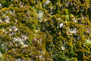 Close-up green beautiful moss on a wet rock cliff.